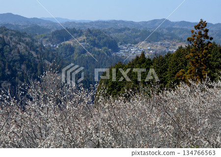 奈良縣奈良市月瀨梅林 4_2025年3月 奈良縣奈良市月瀨梅林 4_2025年3月 134766563