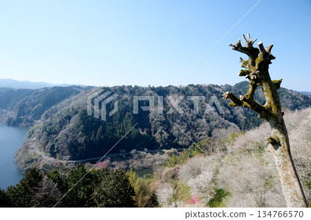 Nara City, Nara Prefecture_View from Tsukigase Plum Grove 6_March 2025 Nara City, Nara Prefecture_View from Tsukigase Plum Grove 6_March 2025 134766570