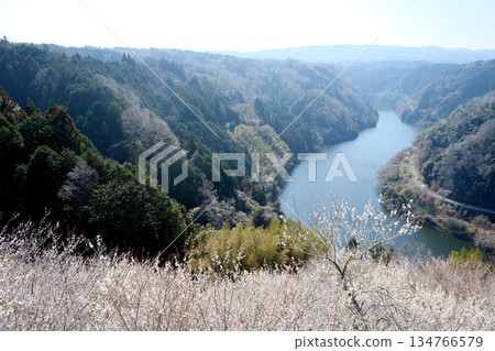 奈良縣奈良市_月瀨梅林景色_2025年3月15日 134766579