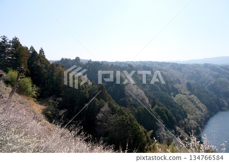 奈良縣奈良市_月瀨梅林景色_2025年3月20日 134766584