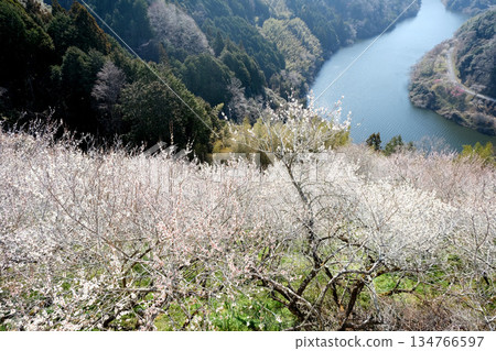 奈良縣奈良市_月瀨梅林景色_2025年3月33日 134766597