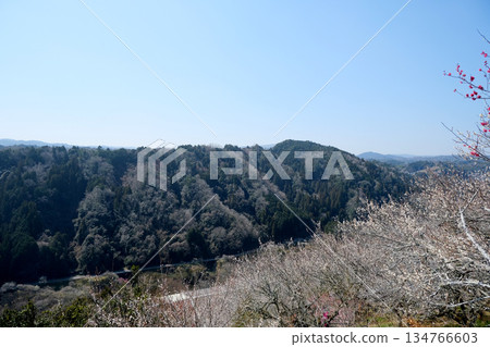 奈良縣奈良市_月瀨梅林景色_2025年3月39日 134766603