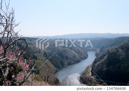 奈良縣奈良市_月瀨梅林景色_2025年3月42日 134766606