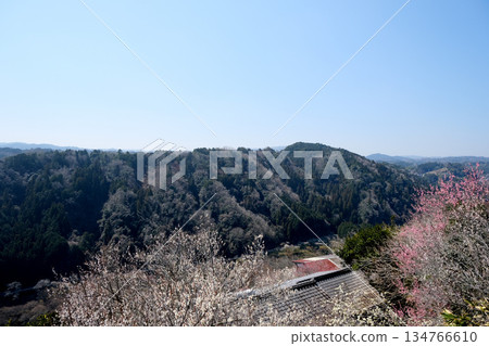 奈良縣奈良市_月瀨梅林景色 46_2025年3月 134766610