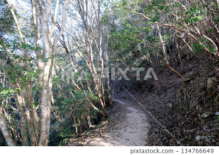 岡山縣高橋市_備中松山城步道24日_2025年3月 岡山縣高橋市_備中松山城步道24日_2025年3月 134766649