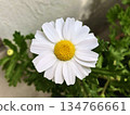 A close-up of a white North Pole flower with a beautiful yellow center 134766661