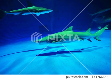 檸檬鯊魚 134766668