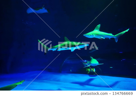 水族館風景 水族館風景 134766669