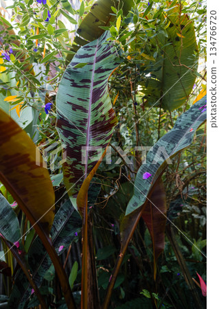 Tropical banana leaves with red vibrant foliage 134766720