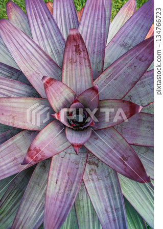Neoregelia plant with striking purple leaves forming a natural pattern Neoregelia plant with striking purple leaves forming a natural pattern 134766723