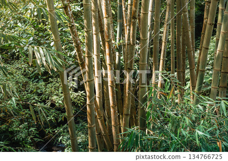 Giant bamboo grove in a tropical forest with sunlight 134766725