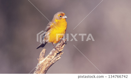 Saffron Finch ,Sicalis flaveola, La Pampa, Argentina. Saffron Finch ,Sicalis flaveola, La Pampa, Argentina. 134766742
