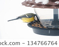 A titmouse eats seeds and bird food from a plastic feeder, against a snowy background, close-up 134766764