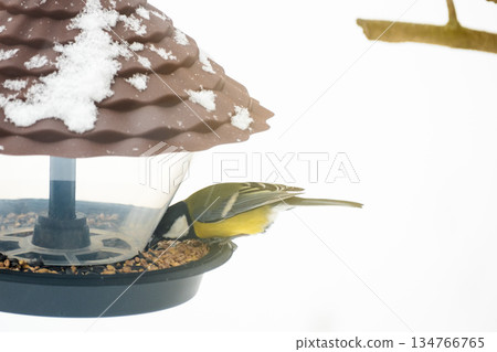 A titmouse eats seeds and bird food from a plastic feeder, against a snowy background, close-up 134766765
