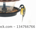 A titmouse eats seeds and bird food from a plastic feeder, against a snowy background, close-up 134766766