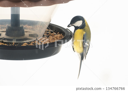 A titmouse eats seeds and bird food from a plastic feeder, against a snowy background, close-up 134766766