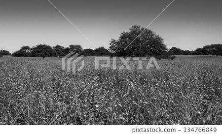 Flowered field in the Pampas Plain, La Pampa Province, Patagonia, Argentina. Flowered field in the Pampas Plain, La Pampa Province, Patagonia, Argentina. 134766849