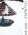 A plastic bird feeder with seeds and bird food hangs from a tree. Caring for birds in winter 134767151