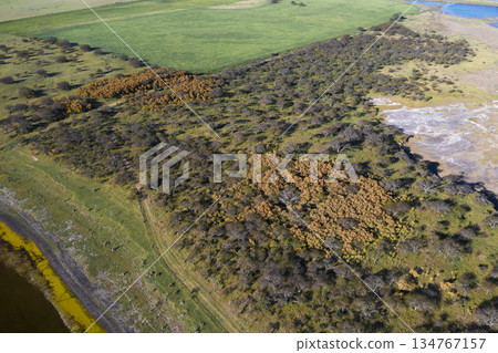 Calden forest landscape, Prosopis Caldenia plants, La Pampa province, Patagonia, Argentina. 134767157