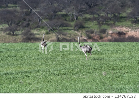 Greater Rhea, Rhea americana, in Pampas coutryside environment, La Pampa province, ,Brazil. 134767158