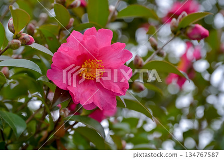 Sasanqua花 Sasanqua花 134767587