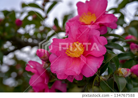 Sasanqua花 134767588