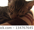 Profile of a sleeping cat 134767645