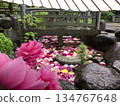 Vivid petals floating in the garden pond 134767648