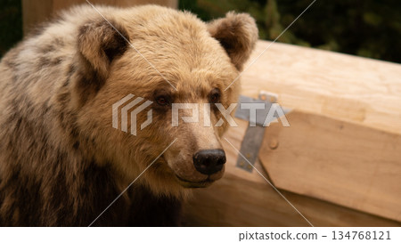 side profile brown bear beside crate in storage area, taxidermy specimen under conservation with packing materials and pallet visible, curator preparation for exhibit transport, careful 134768121