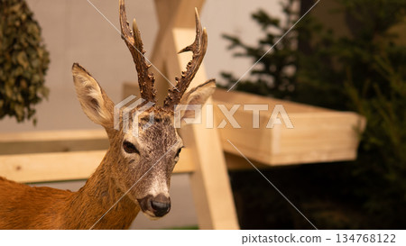 mounted deer head in indoor exhibit with antlers soft light falling on wooden beam and burlapwrapped planters, evergreen foliage framing lifelike taxidermy specimen, muted brown tones, mounted deer head in indoor exhibit with antlers soft light falling on wooden beam and burlapwrapped planters, evergreen foliage framing lifelike taxidermy specimen, muted brown tones, 134768122