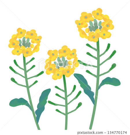 手繪可愛油菜花插圖 134770174