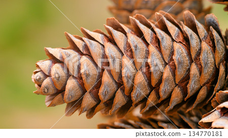 Exceptional macro photography of a conifer cone. The image highlights the natural Fibonacci spiral and woody texture of the plant. A perfect asset for environmental education, holiday designs, or natu 134770181