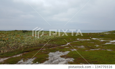 Coastal view on the Kuril Islands featuring a dense mixed coniferous and deciduous forest. 134770316