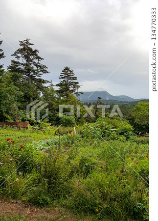 This photograph features a lush green summer landscape on the Kuril Islands, showcasing mountain slopes blanketed with dense vegetation, including Kuril bamboo and coniferous trees. This photograph features a lush green summer landscape on the Kuril Islands, showcasing mountain slopes blanketed with dense vegetation, including Kuril bamboo and coniferous trees. 134770333