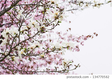 在北海道的一個公園裡盛開的 Kobusi 花 在北海道的一個公園裡盛開的 Kobusi 花 134770582