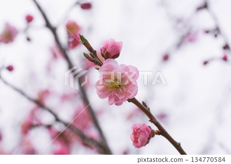 花園裡的梅花盛開 花園裡的梅花盛開 134770584