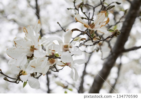 在北海道的一個公園裡盛開的 Kobusi 花 134770590