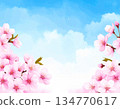 A refreshing frame image of blue sky and cherry blossoms 134770617