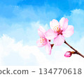 A branch of cherry blossoms blooming against the blue sky 134770618