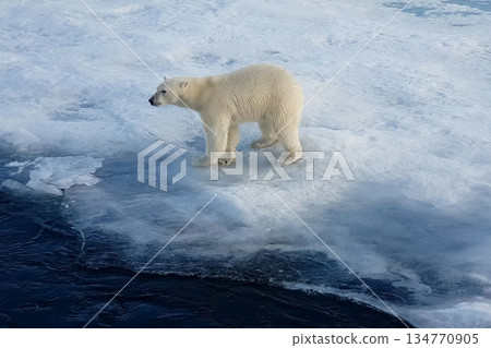 Polar bear on an ice floe. Arctic predator Polar bear on an ice floe. Arctic predator 134770905