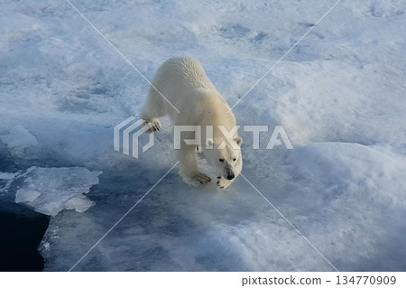 Polar bear on an ice floe. Arctic predator Polar bear on an ice floe. Arctic predator 134770909