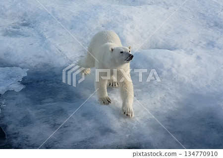 Polar bear on an ice floe. Arctic predator Polar bear on an ice floe. Arctic predator 134770910