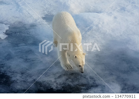 Polar bear on an ice floe. Arctic predator Polar bear on an ice floe. Arctic predator 134770911