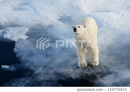 Polar bear on an ice floe. Arctic predator Polar bear on an ice floe. Arctic predator 134770913