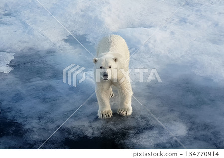 Polar bear on an ice floe. Arctic predator Polar bear on an ice floe. Arctic predator 134770914