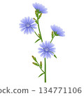 Branch of chicory with flowers and buds on a white background. 134771106