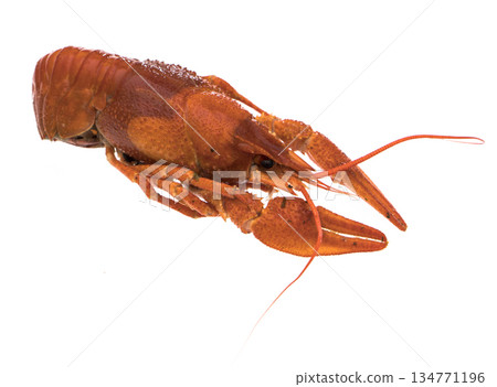 Crayfish, boiled, cooked, red on white background 134771196