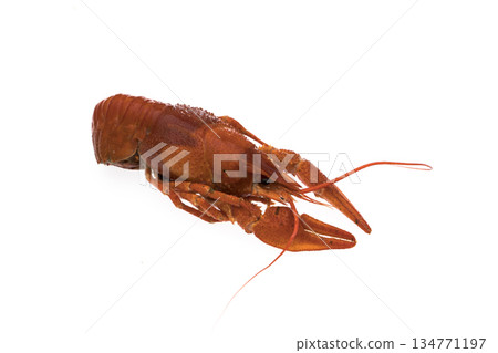 Crayfish, boiled, cooked, red on white background Crayfish, boiled, cooked, red on white background 134771197