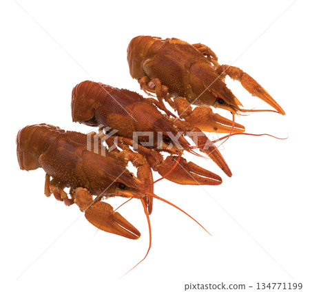 Three crayfish, cooked, red, on a white background, isolated 134771199