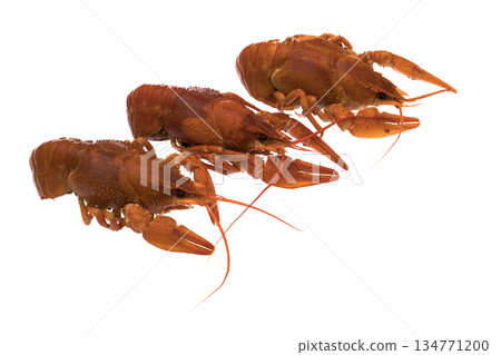 Three crayfish, cooked, red, on a white background, isolated 134771200